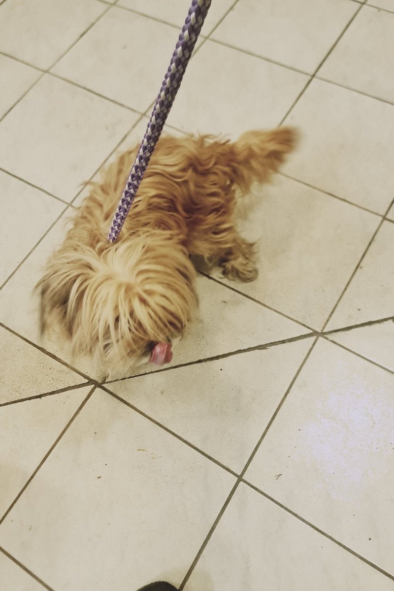 Minnie kutya újpesti állatvédők (1)
