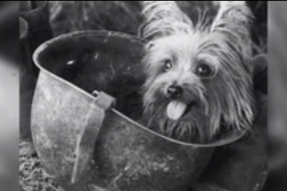 Smoky tizedes a háborús yorkie 7 jó (1)