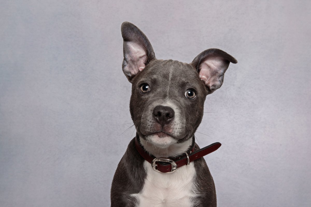 Staffordshire bullterrier kölyök néz figyel