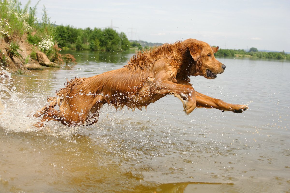 vadász vadászkutya golden retriever víz vízi