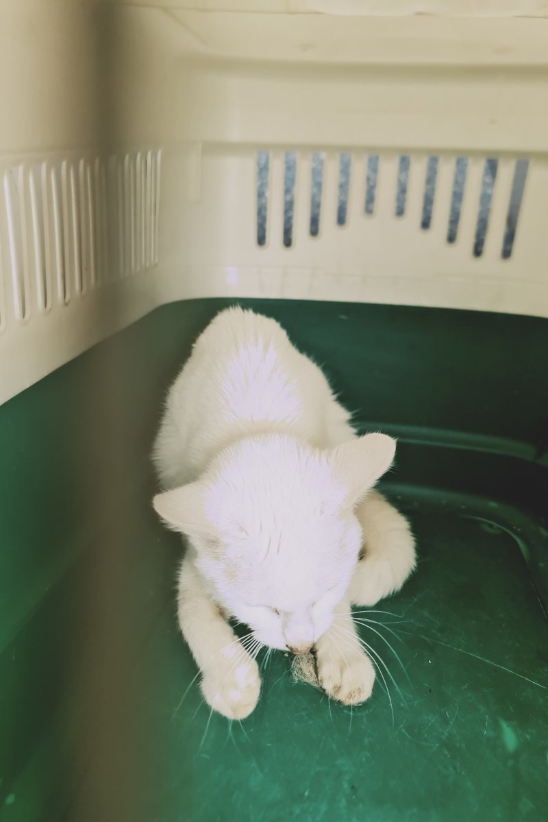Yogi cica macska újpesti állatvédők