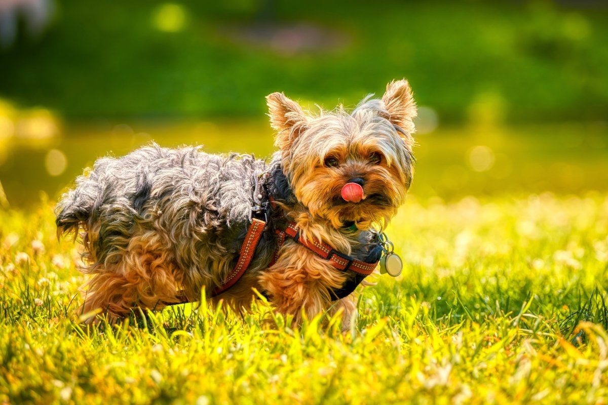 yorkshire terrier kölyök kölyökkutya
