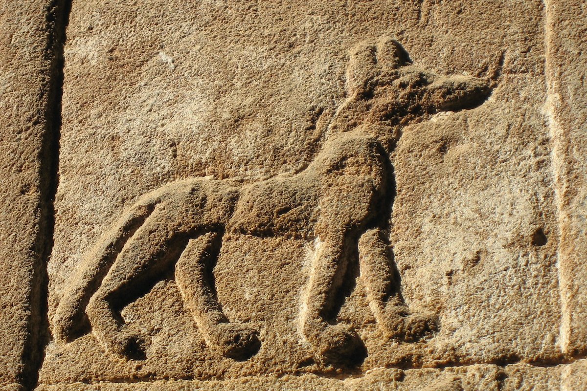 egyiptomi kutya
