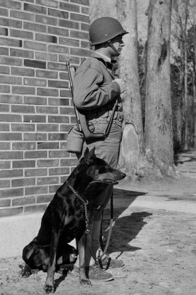 amerika világháború katona dobermann