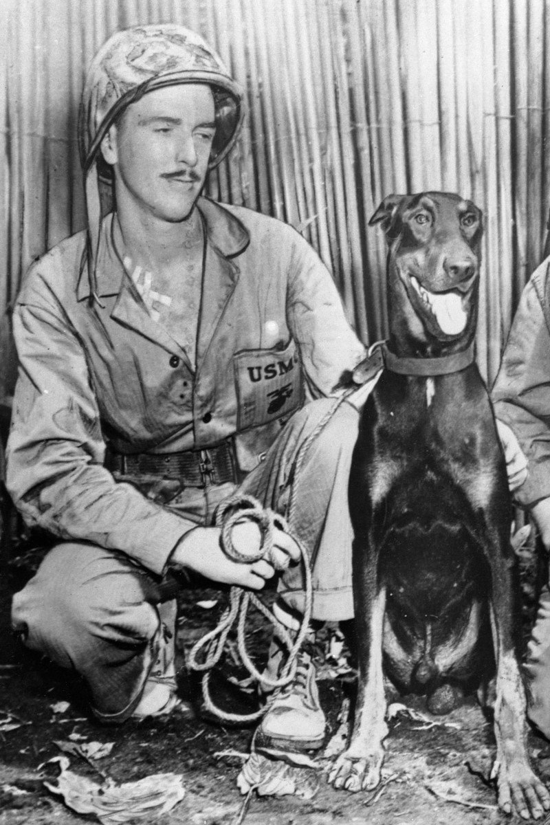 amerika világháború katona dobermann
