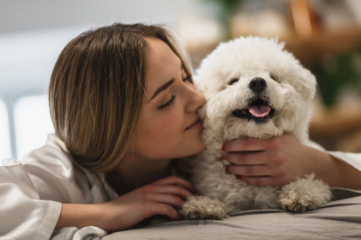 bichon ölelés