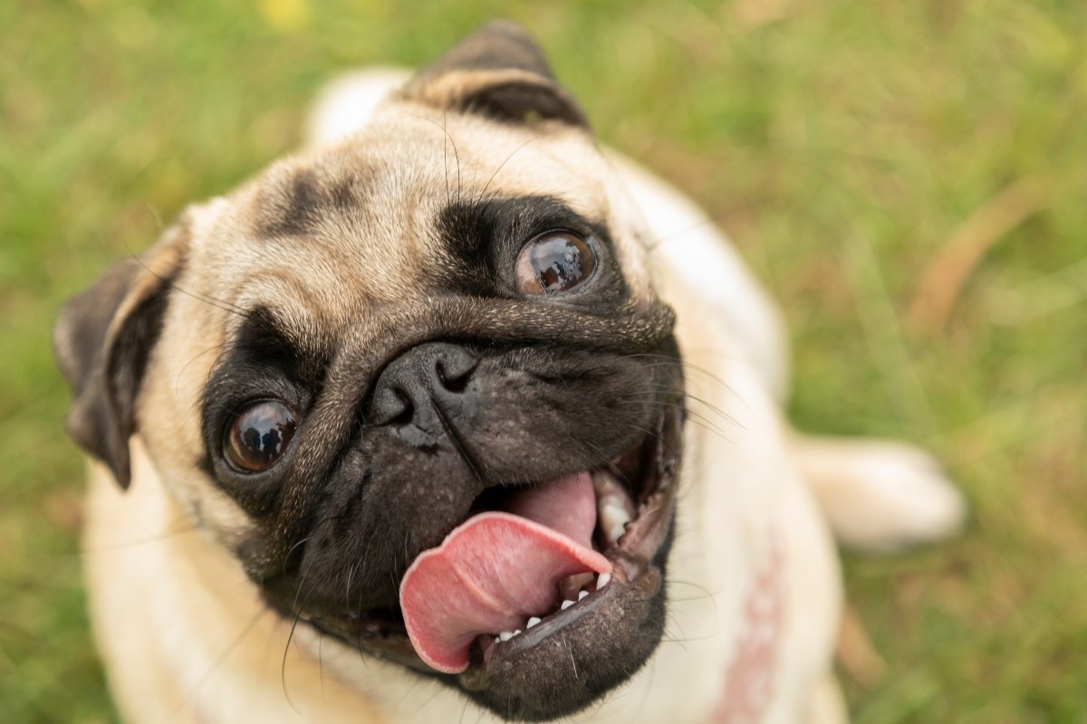 boldog mopsz mosoly mosolyog