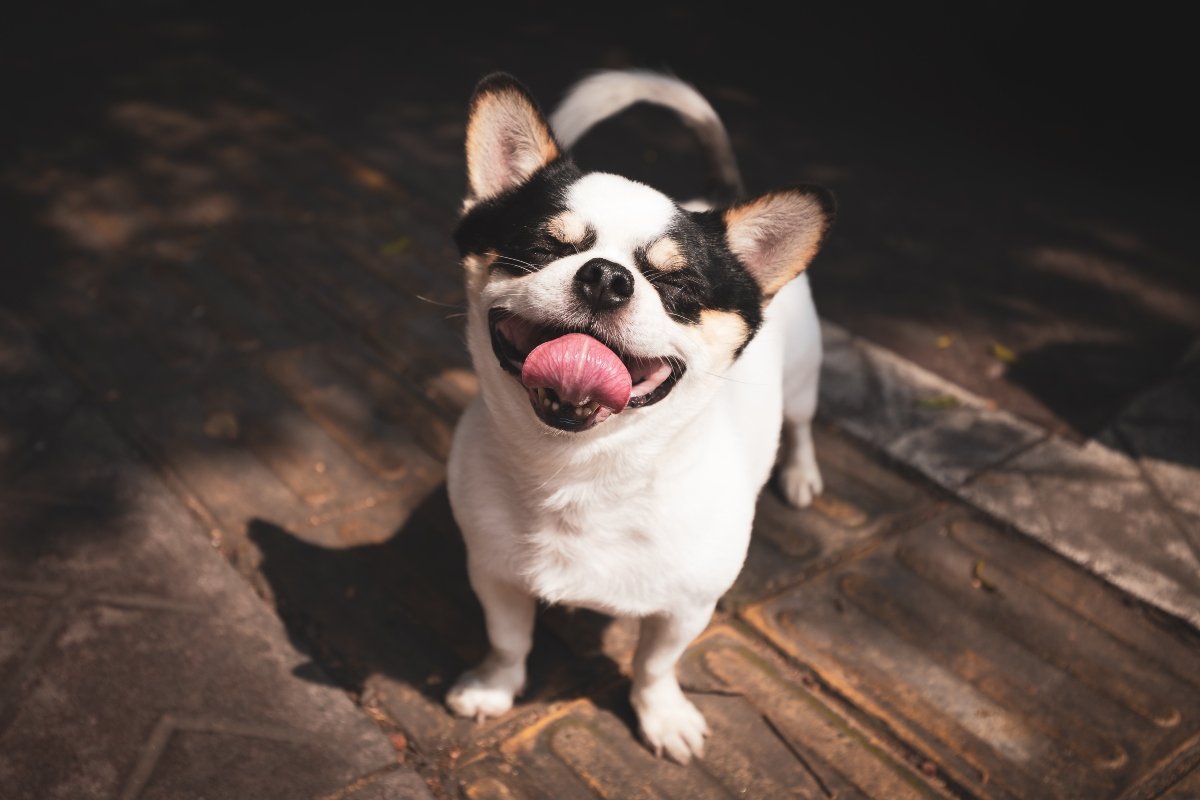 boldog mosoly mosolyog