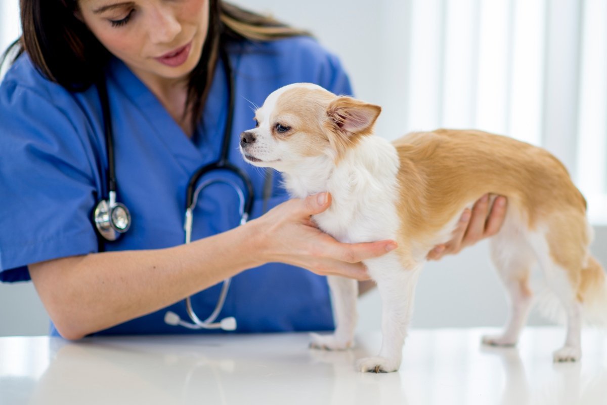 A nurse is examining a chihuahua at the vet office.