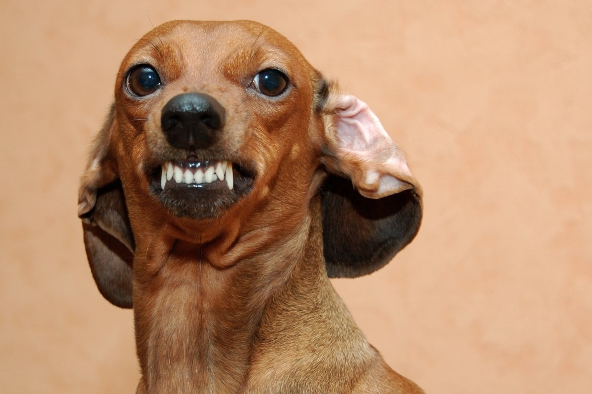 little badger-dog is angry