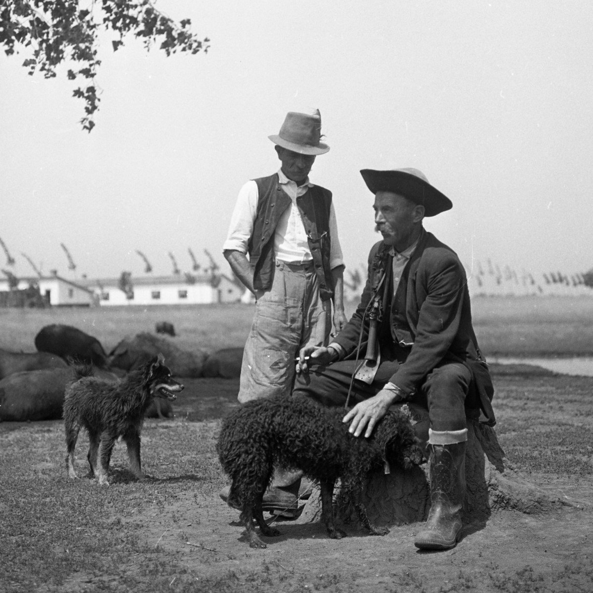 fortepan_65052 magyar terelőkutya pásztor