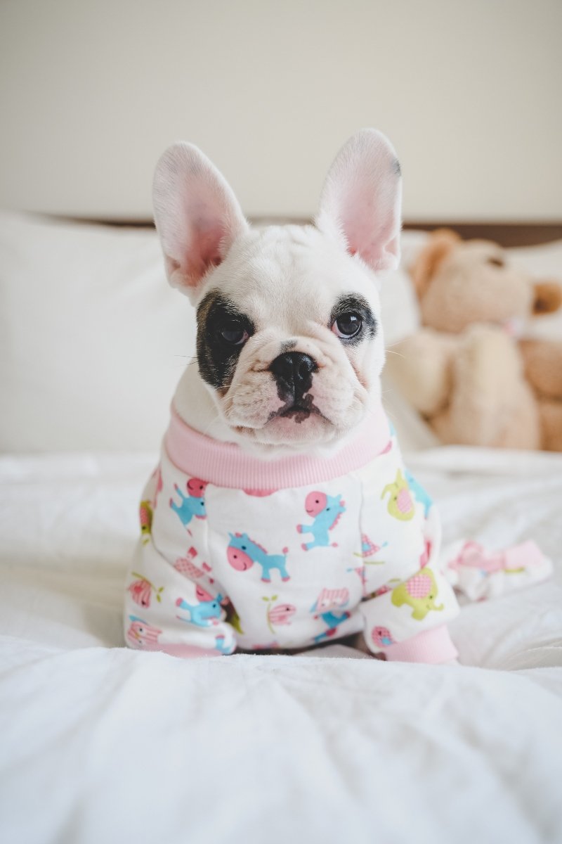 ruha öltözék pizsama francia bulldog
