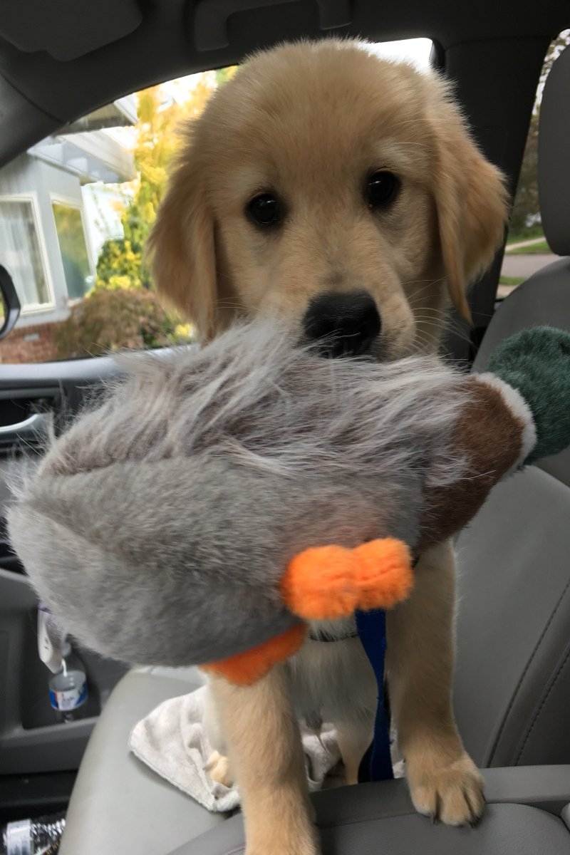 golden retriever kölyök autó játék autóút