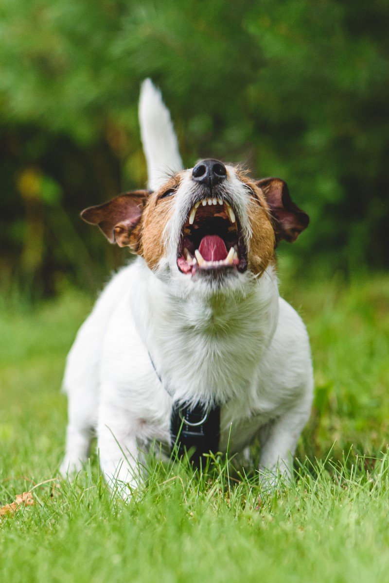 jack russell terrier ugat morog támad agresszív