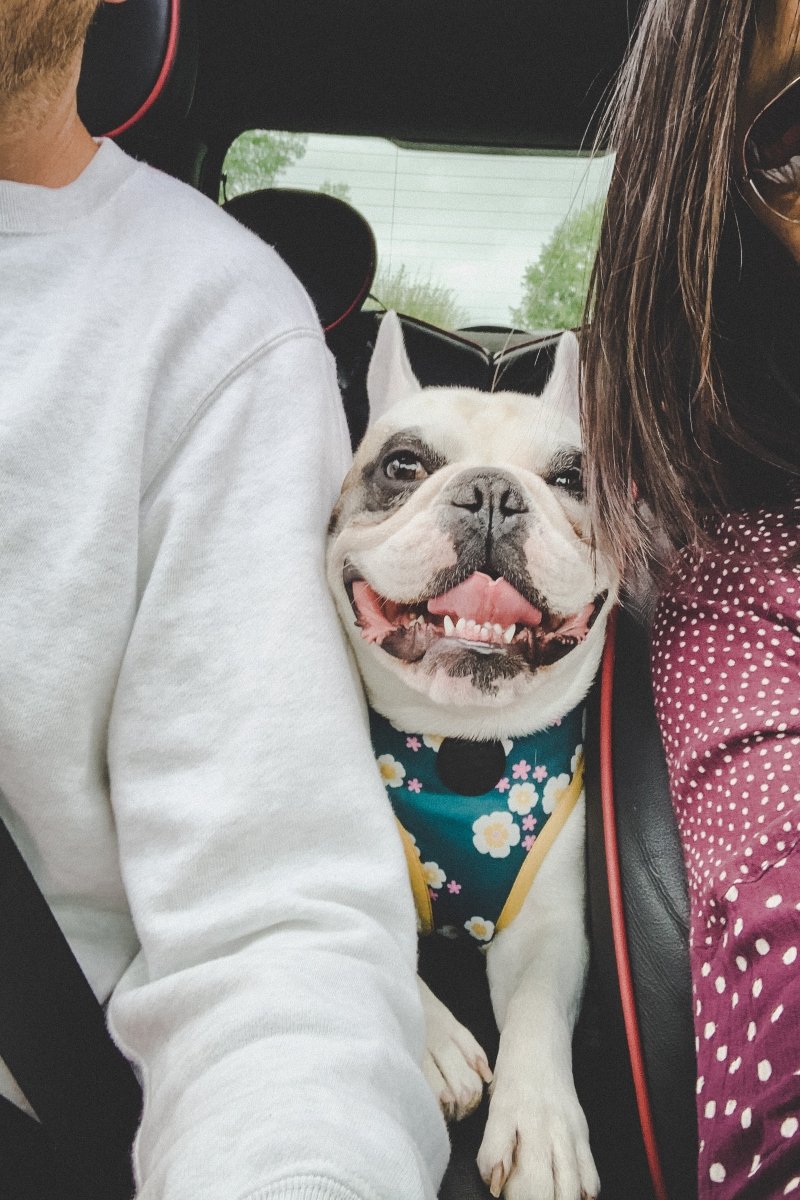 bulldog autó autóút boldog kutya
