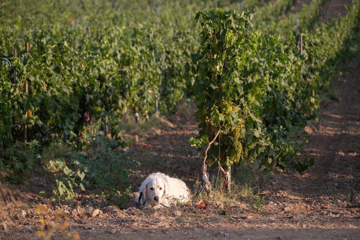 kuvasz nyugodt pihen nyár