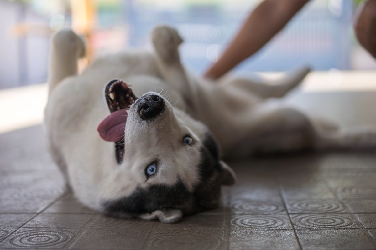 husky játék