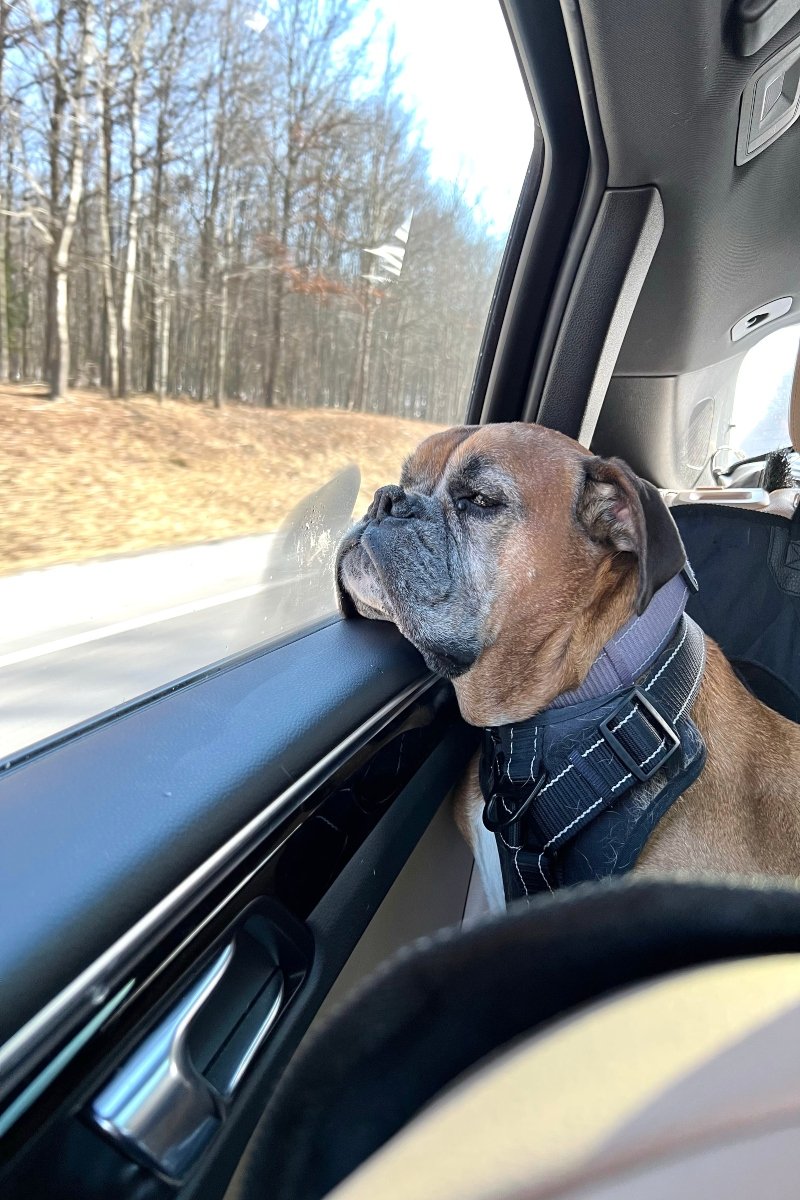autó bulldog túra utazás