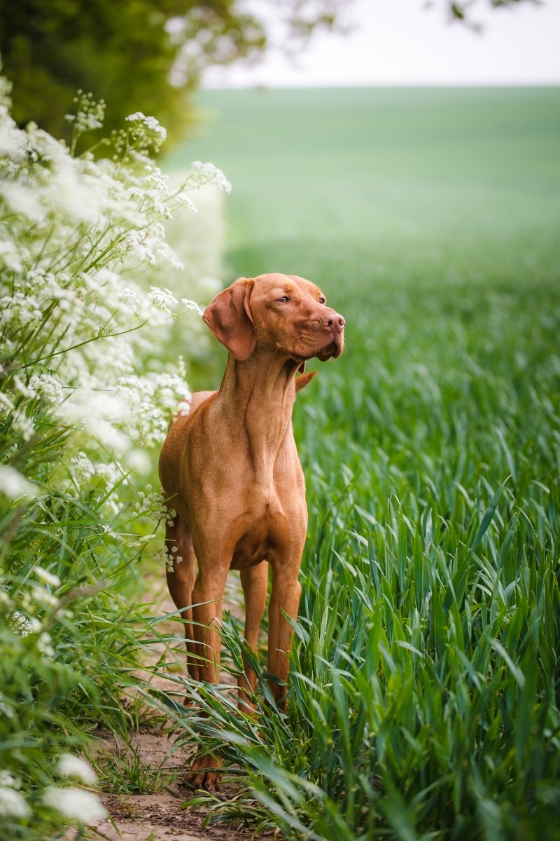 vizsla mező séta nyár