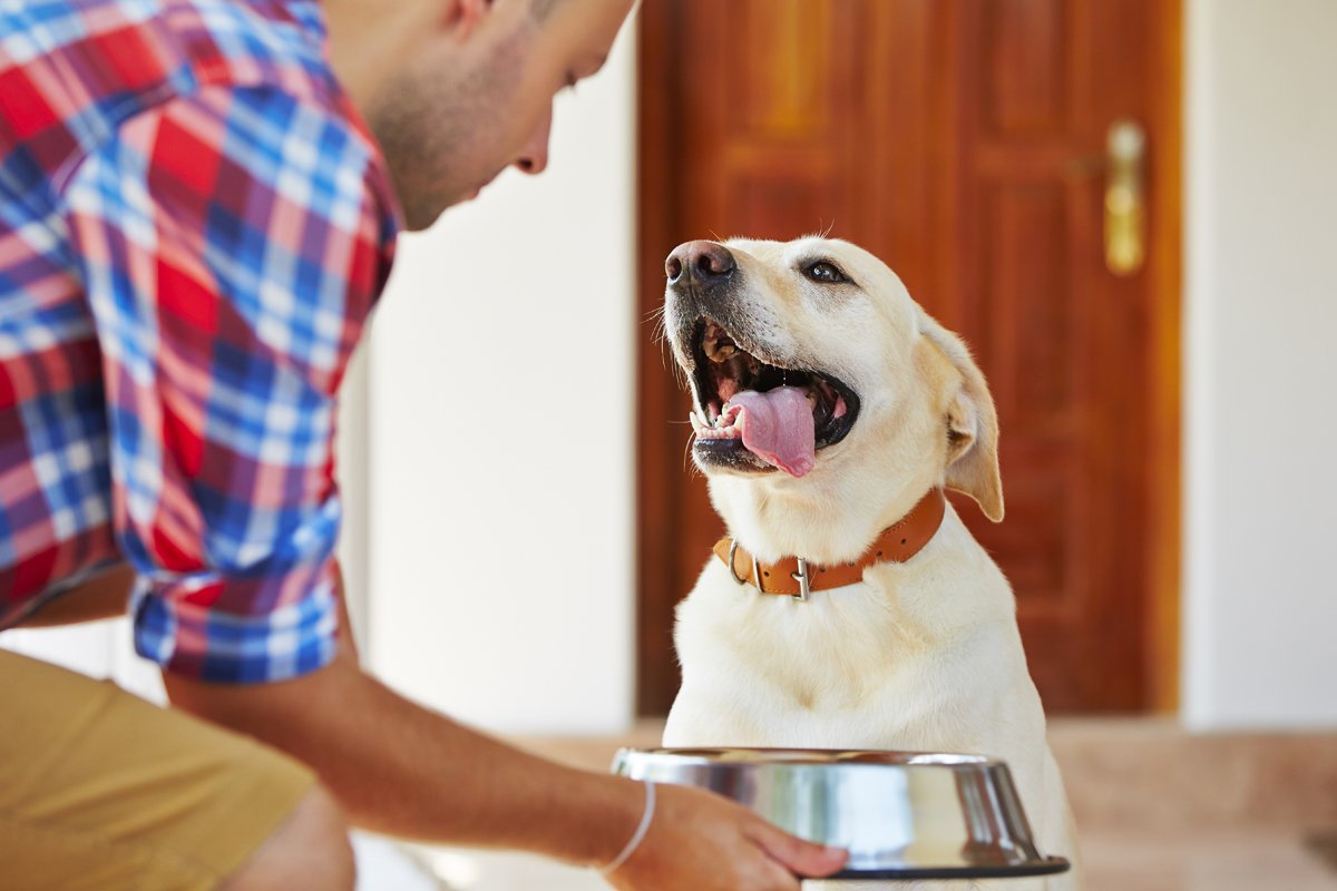 labrador eszik tál éhes etet
