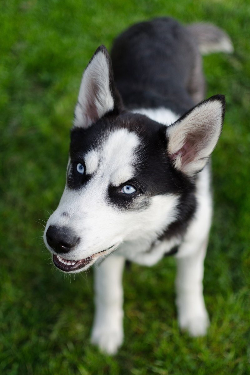 husky tavasz nyár fű