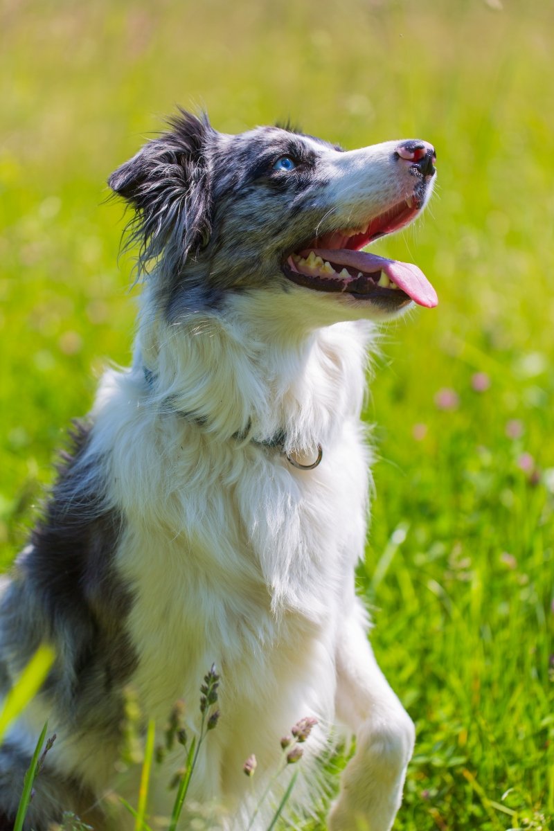 border collie boldog