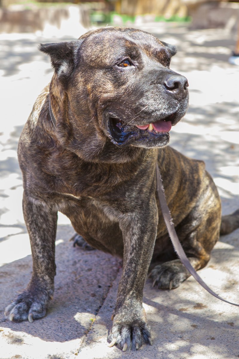 kanári-szigeteki kutya presa canario tulipán virág