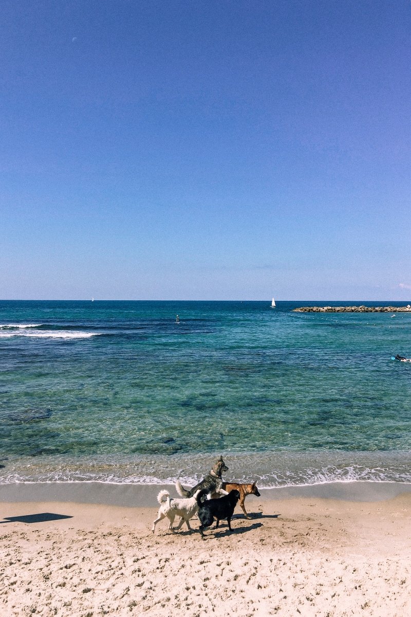 Kutyák játszanak egy tel-avivi strandon
