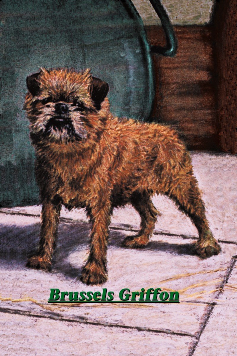 brüsszeli griffon ábra