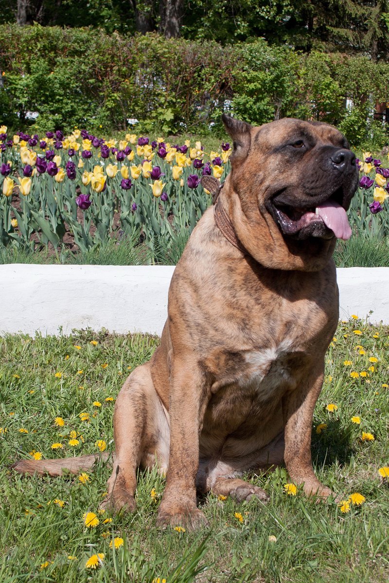 kanári-szigeteki kutya presa canario tulipán virág
