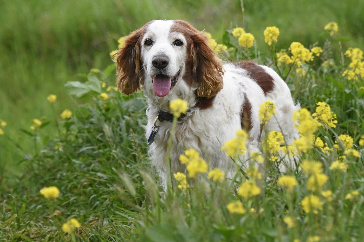 idos spaniel rét mező vidám öreg