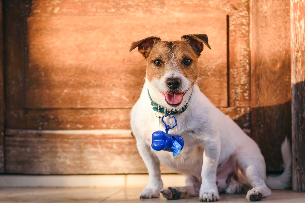 Jack Russell Terrier sitting in front of a door