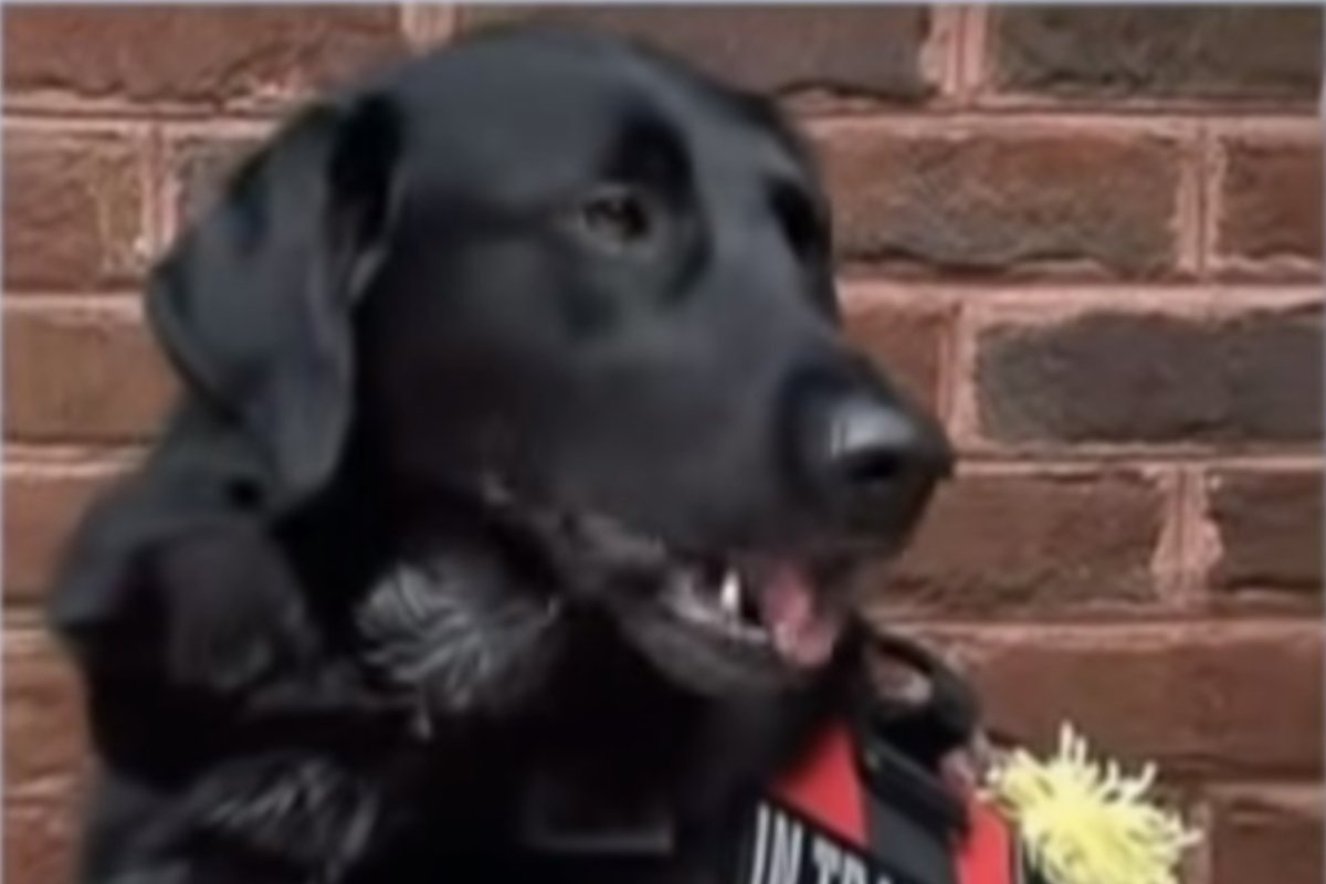 Killian labrador (1)