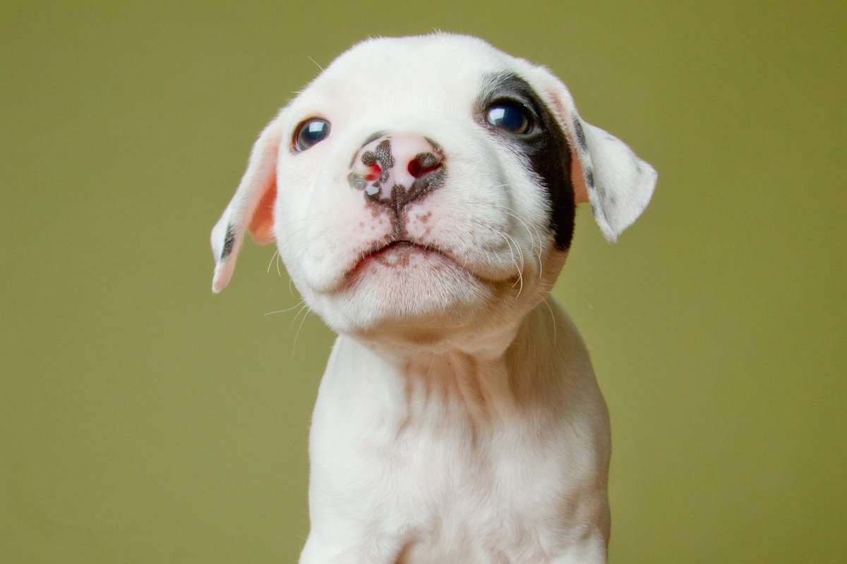 kölyök pitbull