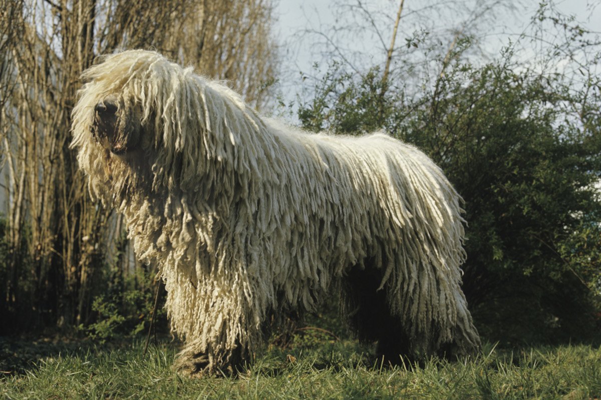Komondor