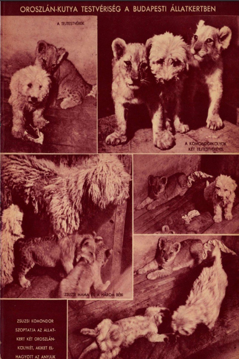 komondor oroszlanok