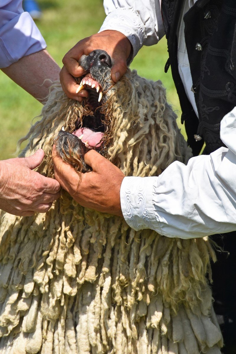 komondor szaja