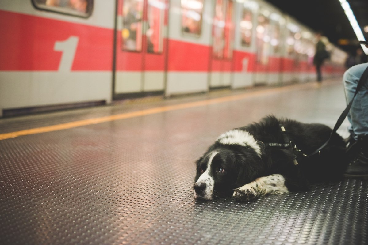 kutya metró utazás
