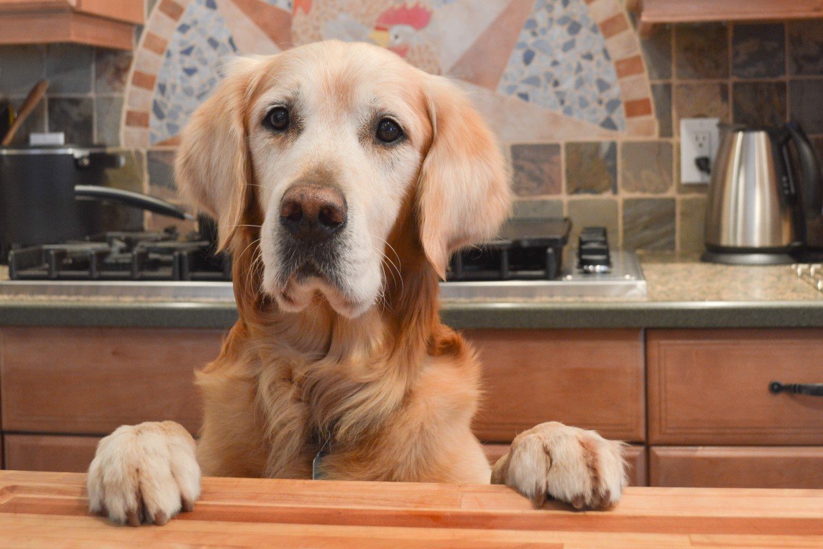 pult kutya felugrál golden retriever