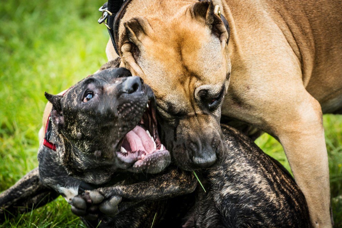 szájzár verekedés agresszív agresszió harc harci kutya harap