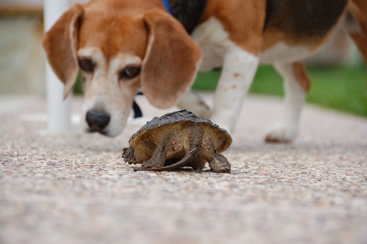 teknős beagle