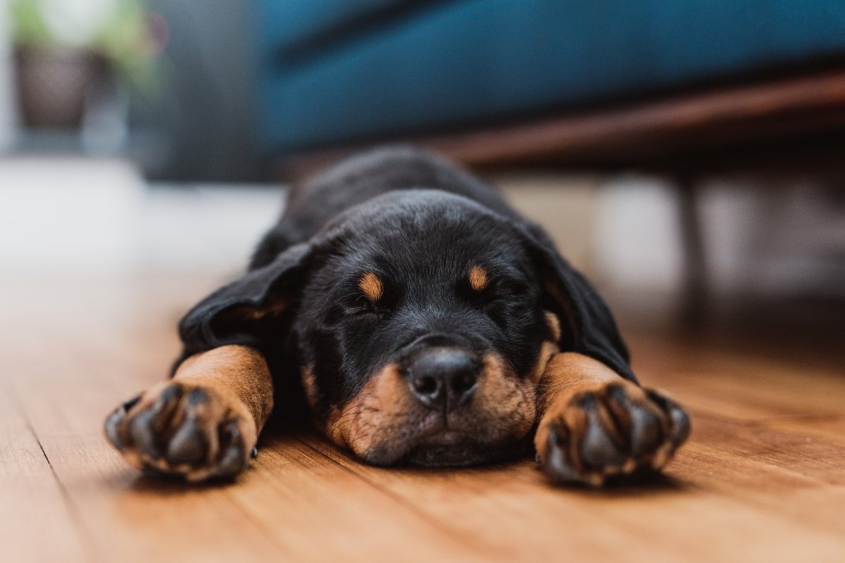 alszik alvás kölyök rottweiler