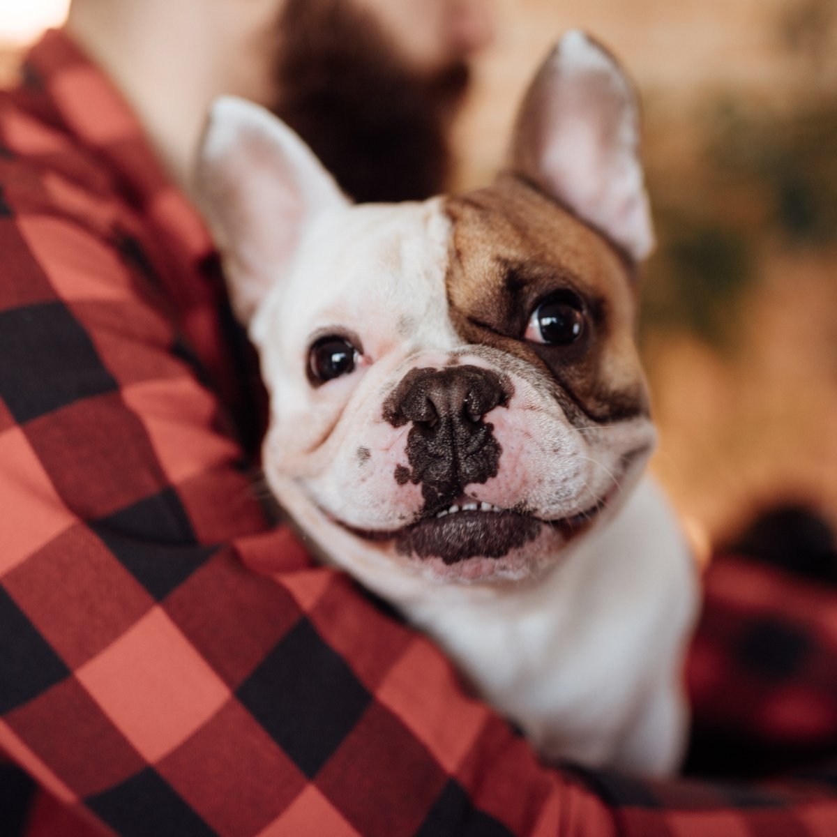 boldog mosoly mosolyog gazda ember bulldog 1200 kocka francia bulldog