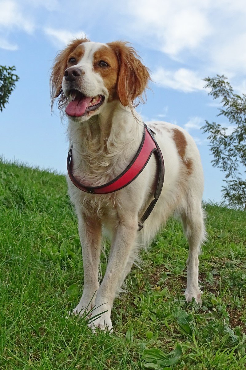 breton spániel