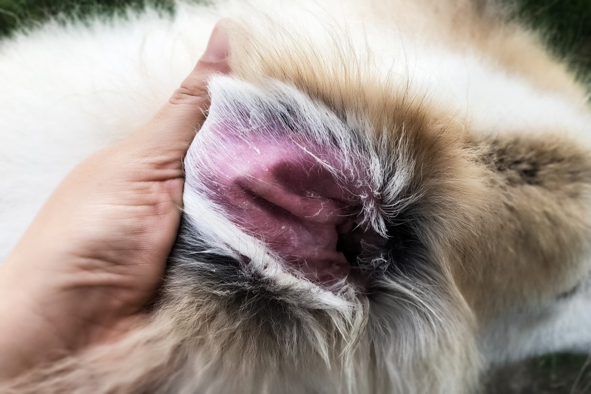 Atópiás dermatitisz a kutya fülében ekcéma