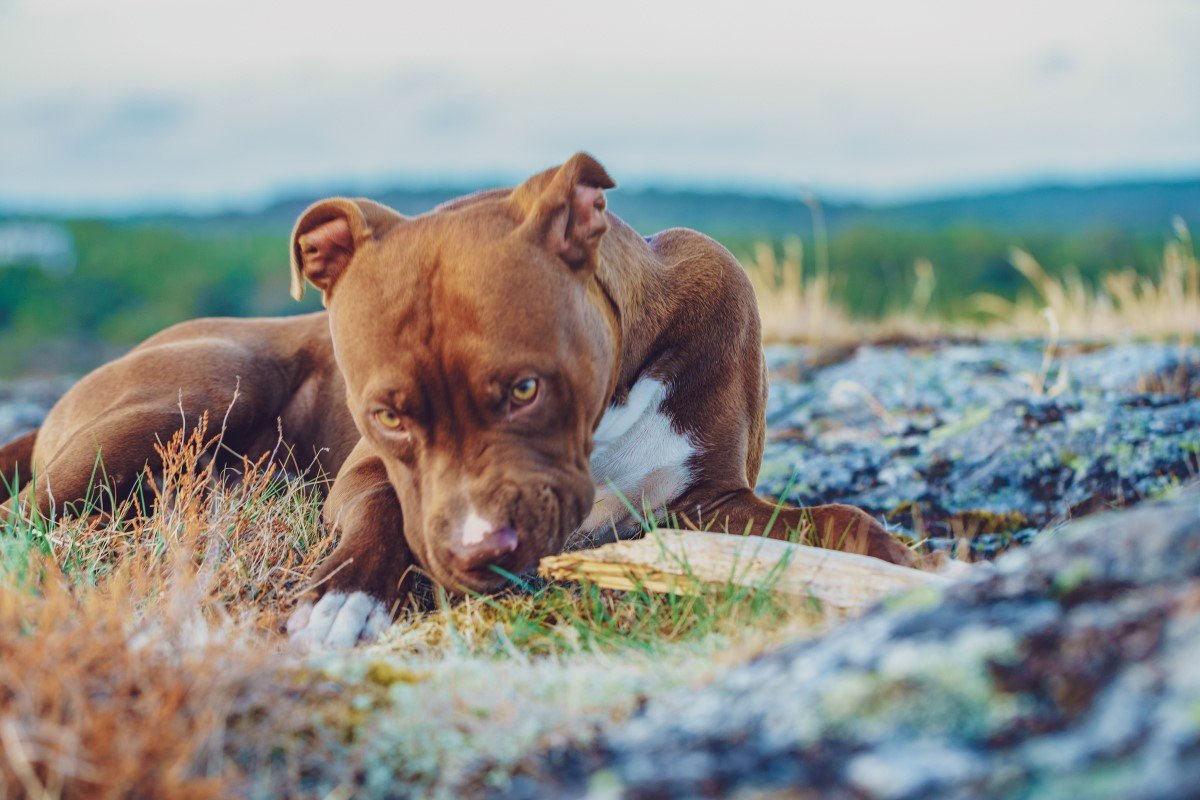 pitbull