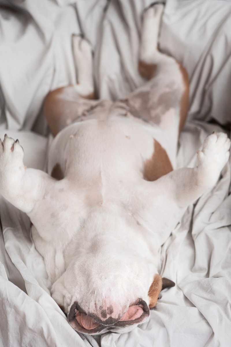 angol bulldog fekszik ágy