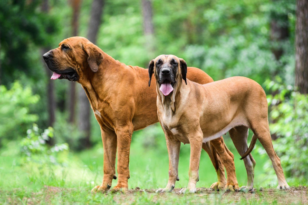 fila brasileiro brazil masztiff