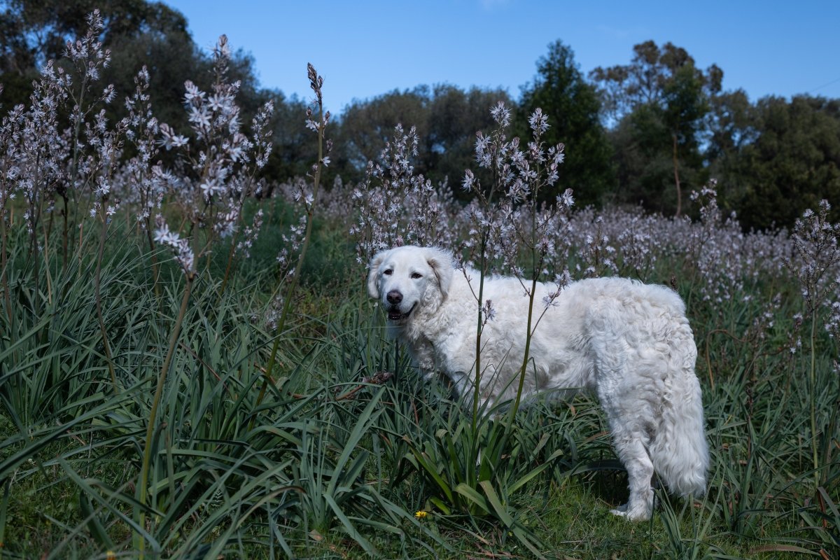 kuvasz