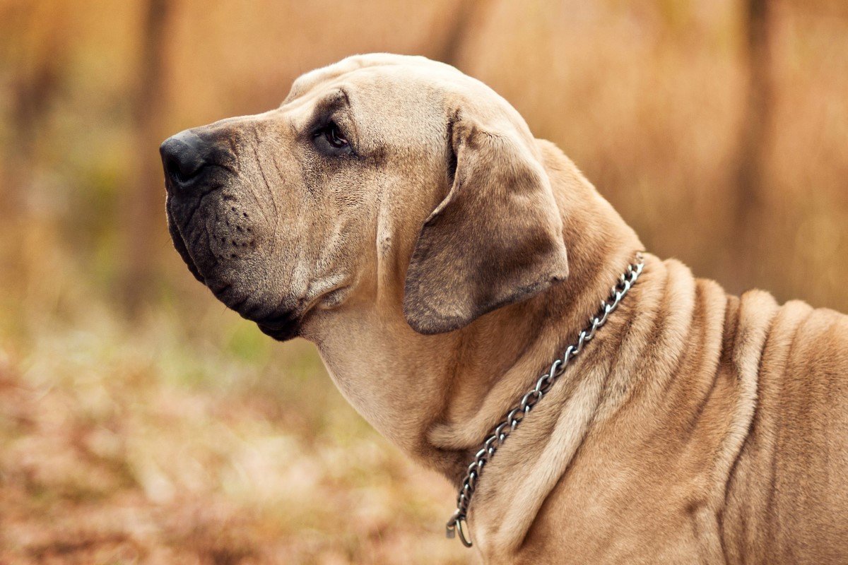 fila brasileiro brazil masztiff